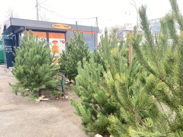 4 декабря в Киеве на улицах начнут продавать елки: адреса