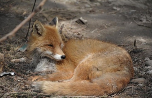 На Львовщине разрешили отстрел диких животных: ОГА называет решение вынужденным