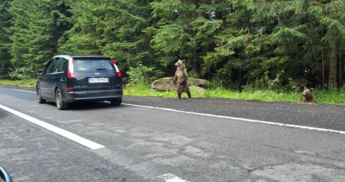 В Румынии ужесточили штрафы за подкармливание медведей и изменили процедуру реагирования