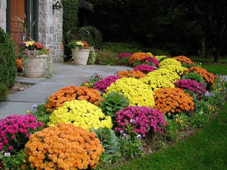 Осенью хризантему в обычном или зимнем саду можно размножить черенокованием цветов &#8212; садоводы