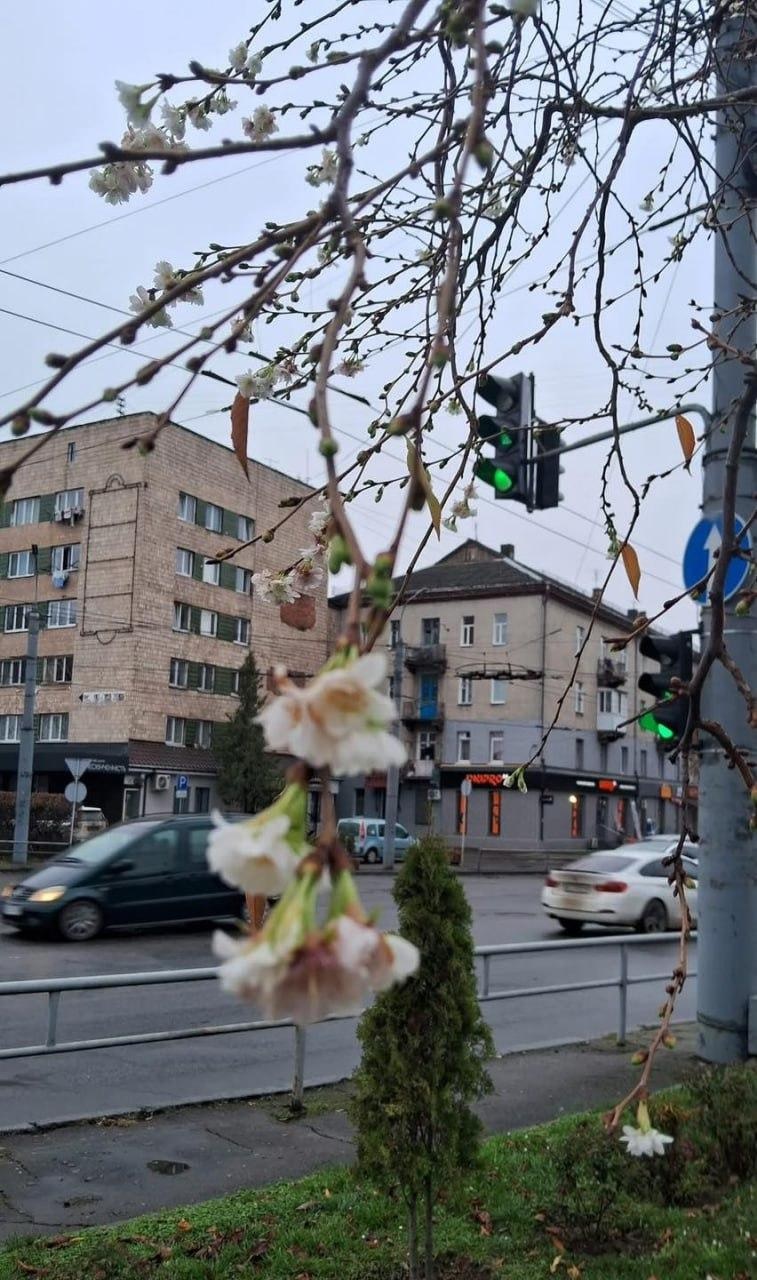 В Луцке в ноябре расцвело дерево, которое считается символом весны