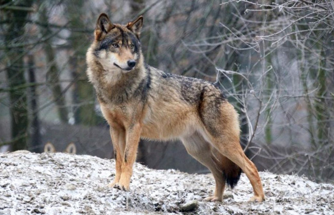 Жительница Киева держала в квартире волка, пока хищник на нее не напал
