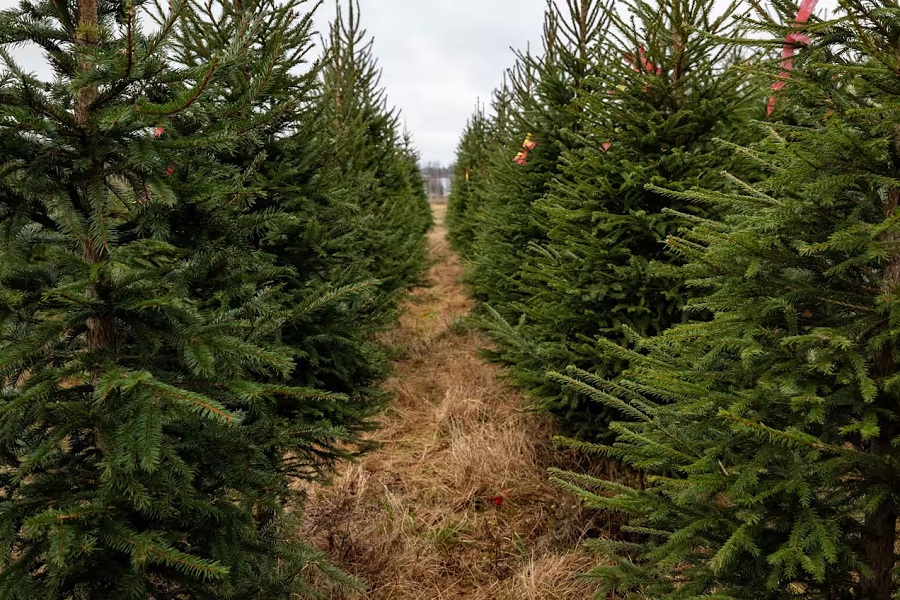 Жители Финляндии начали экономить на ёлках: возможно, потому что еще нет снега