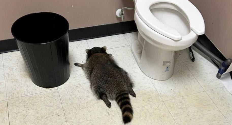 В США пьяный енот разгромил алкогольный магазин и уснул