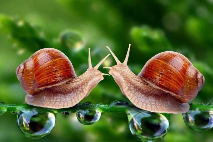 С фермы на севере Франции украли улиток на 90 тысяч евро