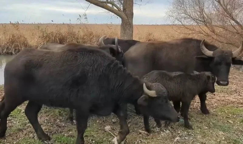В Одесской области возле Вилково в дикую природу выпустили стадо водяных буйволов