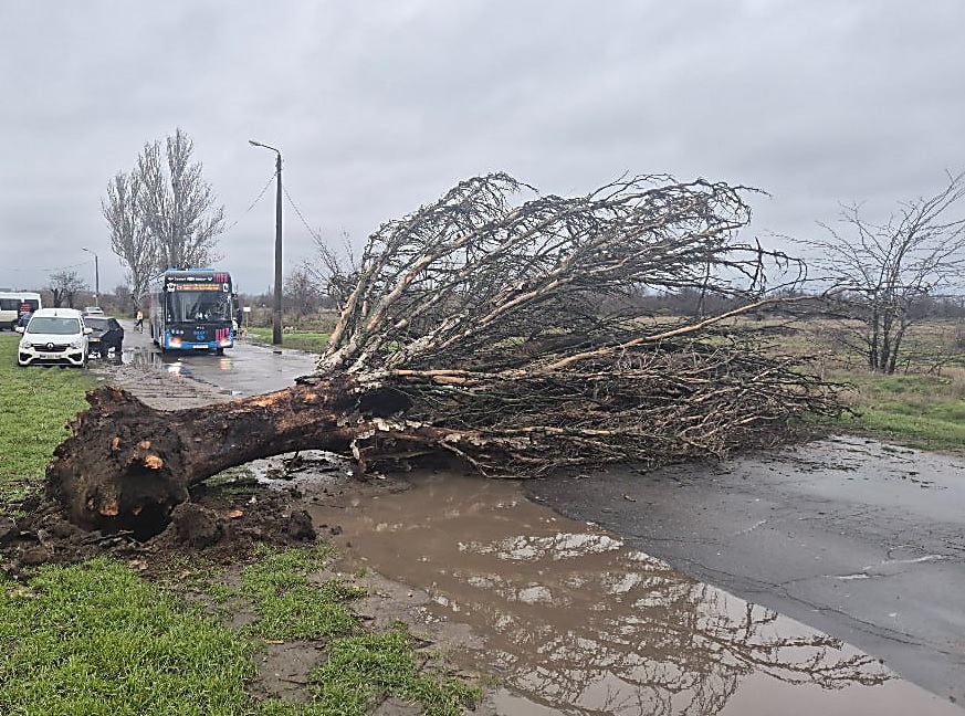 В Николаеве штормовой ветер повалил несколько деревьев
