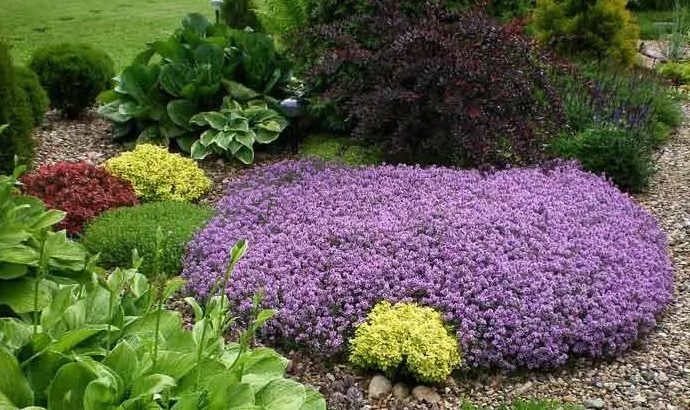 Названы растения для сада, которые помогают чувствовать себя спокойнее