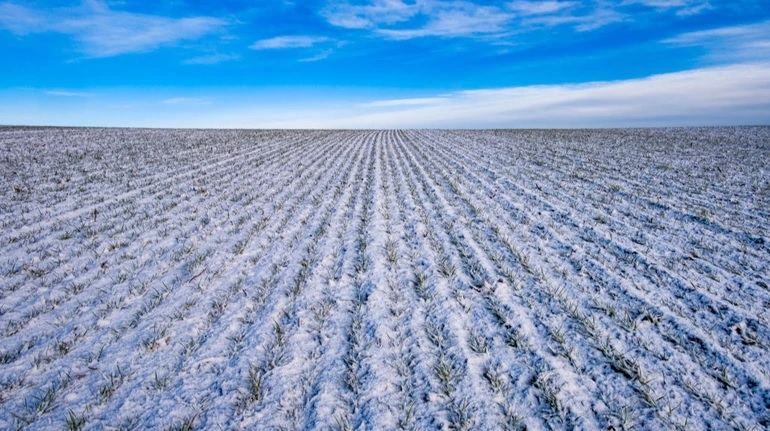 Январские морозы не окажут критического влияния на озимые посевы в Украине — Минэкономики