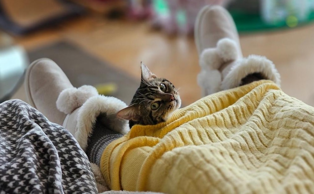 Топ-5 мифов о котах, в которые пора перестать верить