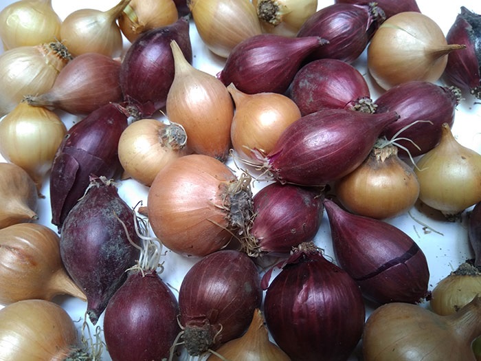 Март принес раннее потепление в Украину: уже можно сеять лук чернушку