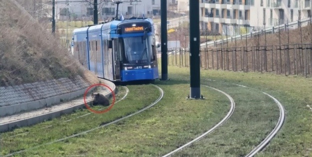 В Кракове останавливали трамваи из-за лежавшего на путях дикого кабана, который мешал транспорту ехать