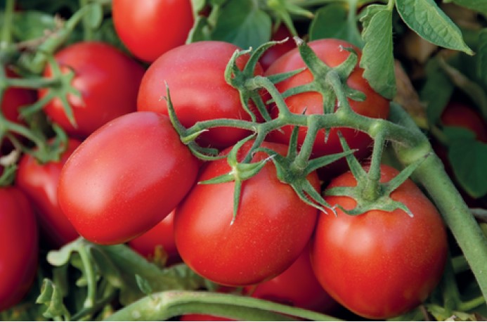 В Украине резко подорожали помидоры, а морковь – подешевела: обзор цен