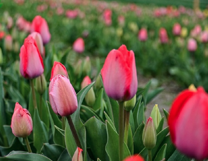 Что сделать, чтобы тюльпаны стояли дольше — лайфхаки