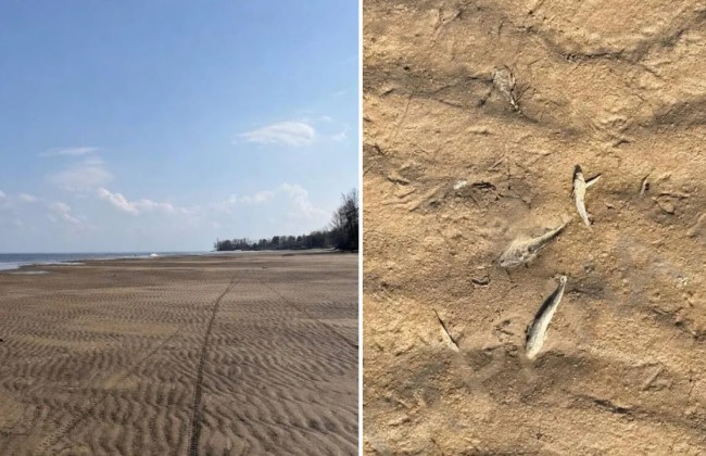 На Киевском водохранилище зафиксировали массовую гибель рыбы: экологи бьют тревогу