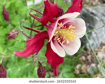 Названы многолетние растения, которые на участке не требуют много внимания и времени, но выглядят ярко