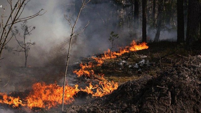 К 10 мая лесной пожар в зоне отчуждения Чернобыльской АЭС все ещё не ликвидирован: что известно