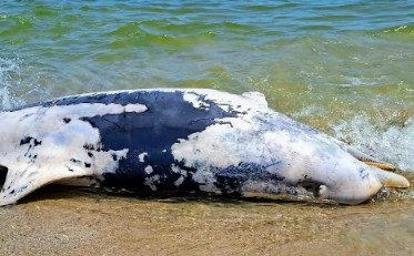 Впервые с начала войны на берег Чёрного моря за день выбросило более двух десятков мёртвых дельфинов