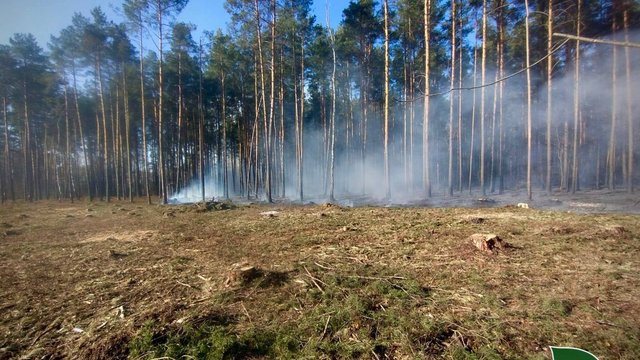 Лесной пожар в Житомирской области ликвидировали за 4 дня – ГСЧС