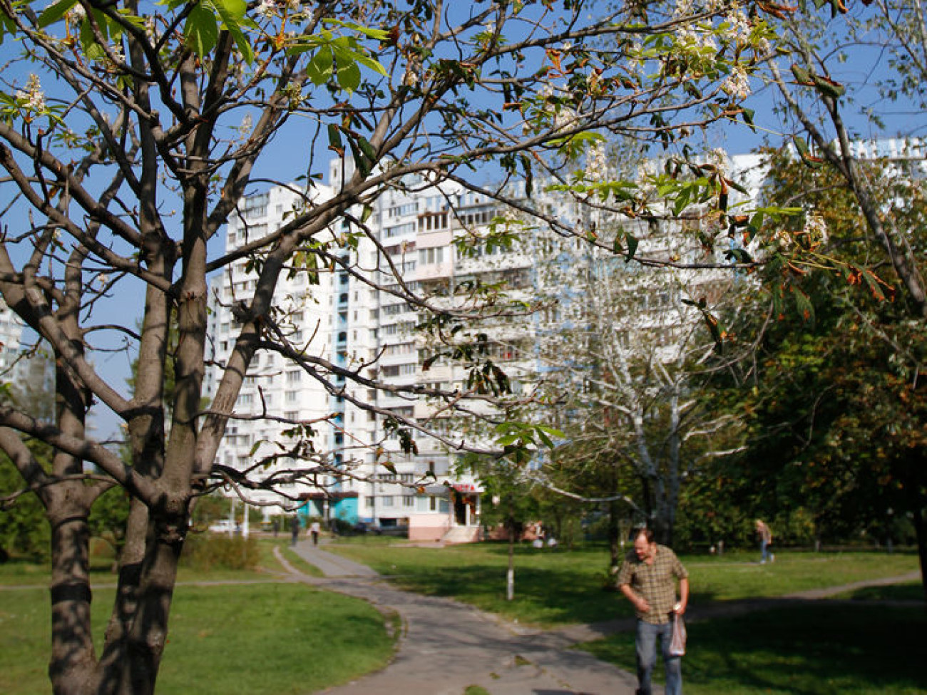 В Киеве на одноименной улице цветут каштаны, 19 сентября 2012г.