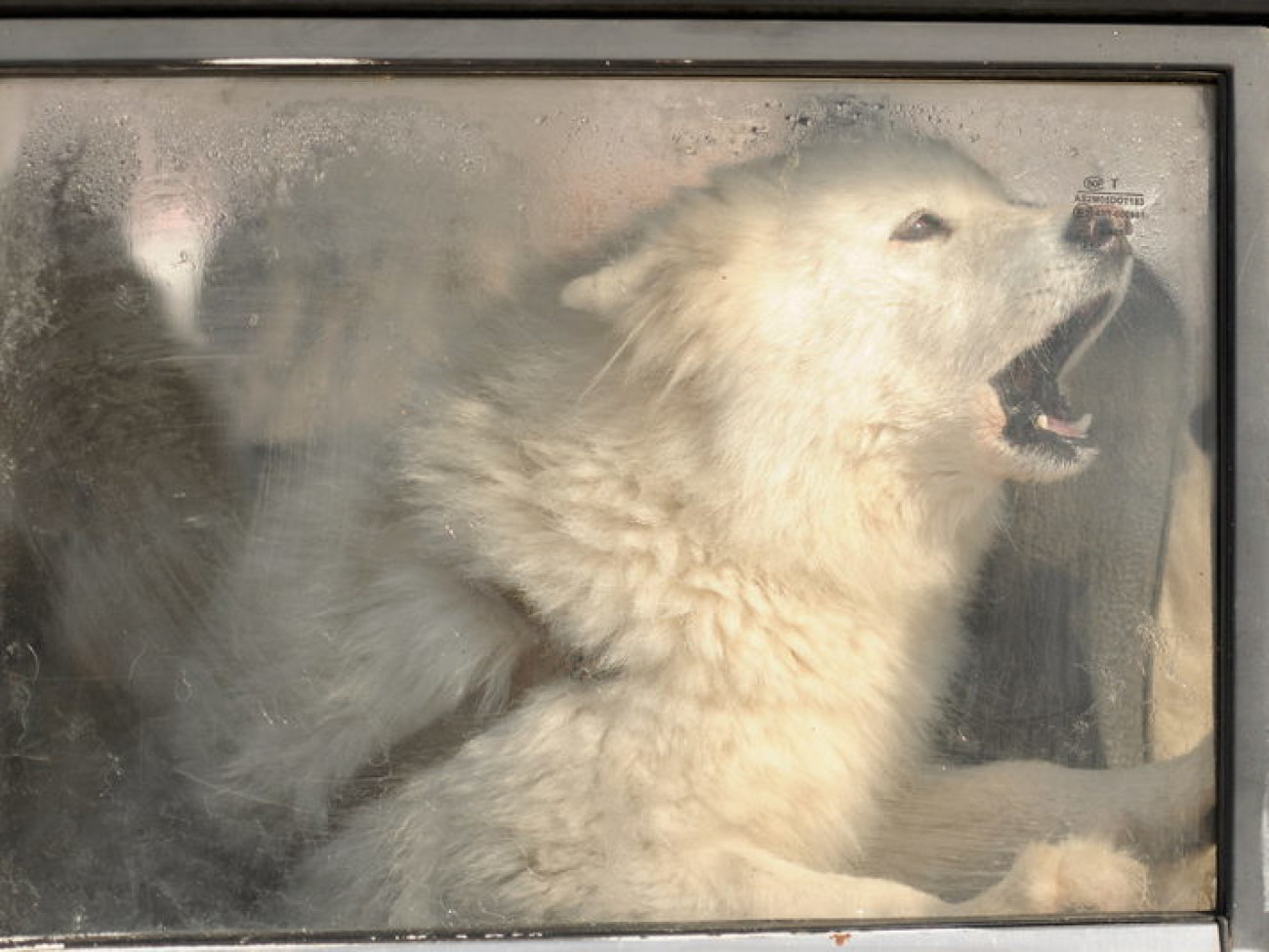 В Киеве состоялся зимний фестиваль экстремальных видов спорта Snow Free Games, 24 февраля 2013г.