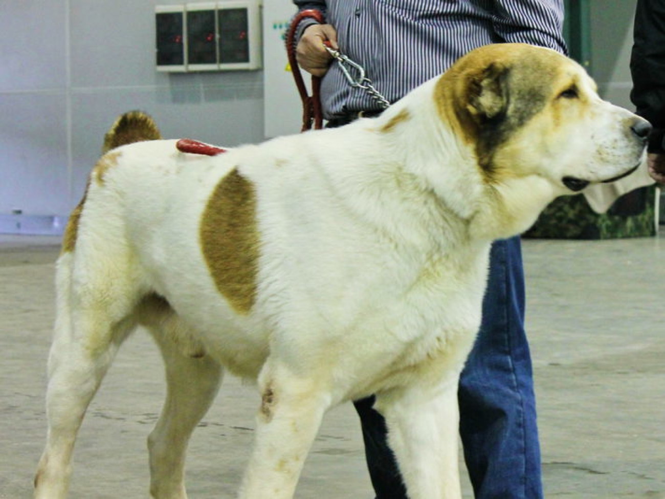 В Москве прошла выставка собак «Евразия-2013»
