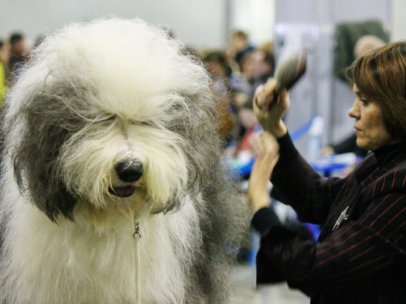 В Москве прошла выставка собак «Евразия-2013»
