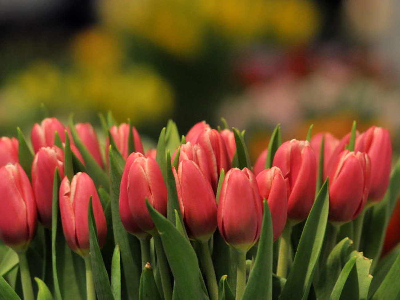 Стартовала выставка цветов &#171;Flowers &#038; HorTech Ukraine 2013&#187;, в Киеве 9 апреля 2013г.