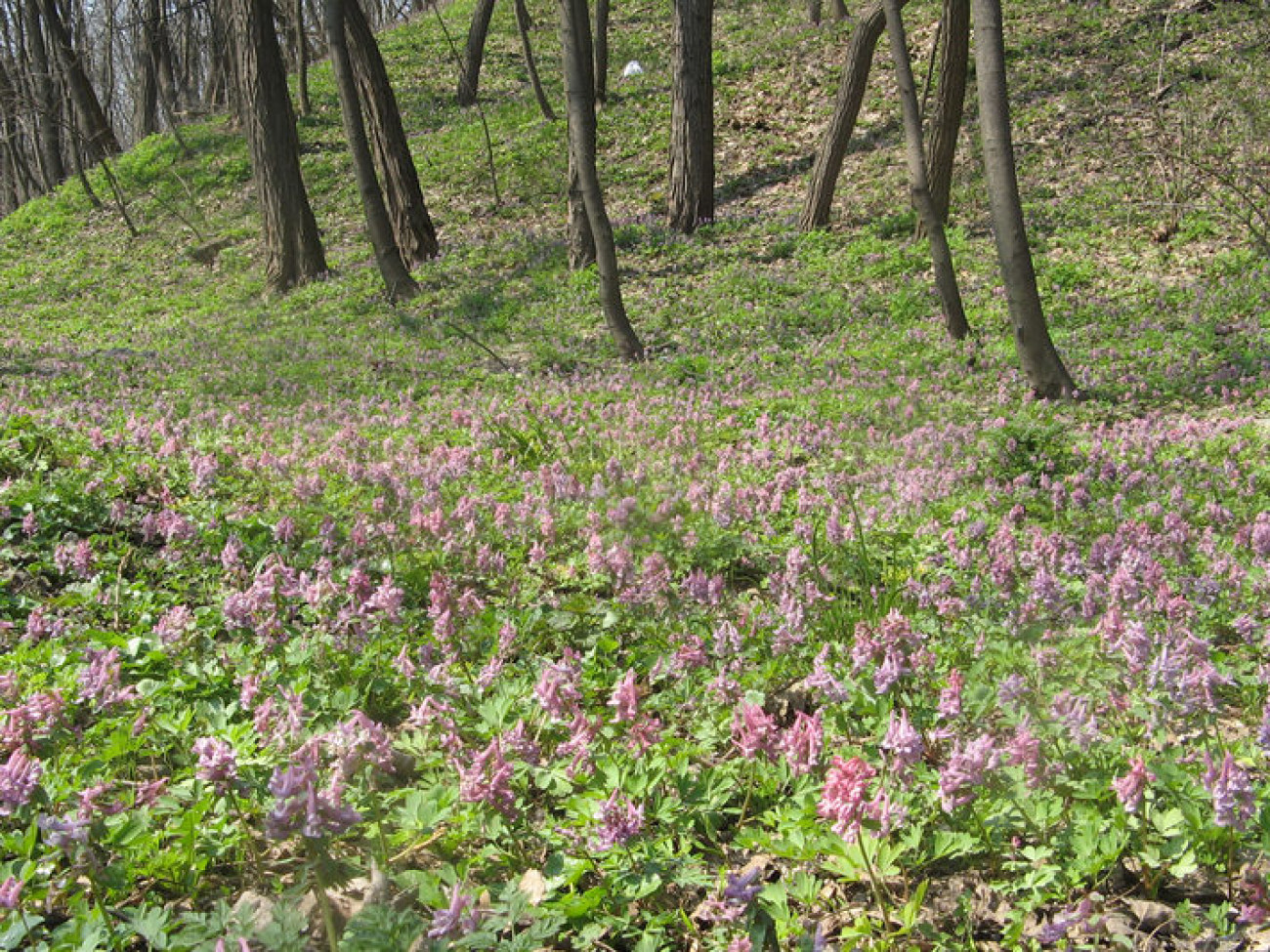 Первые цветы на киевских холмах