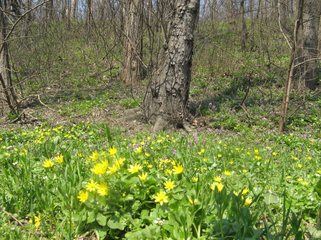 Первые цветы на киевских холмах