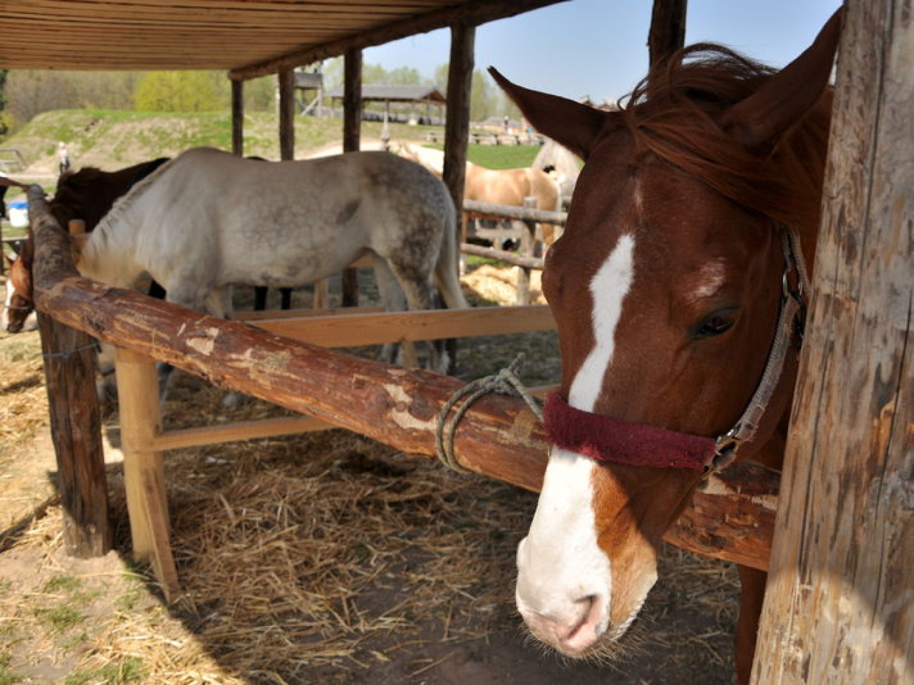 В Украине состоялся первый Международный фестиваль конно-трюкового искусства, 27 апреля 2013г.