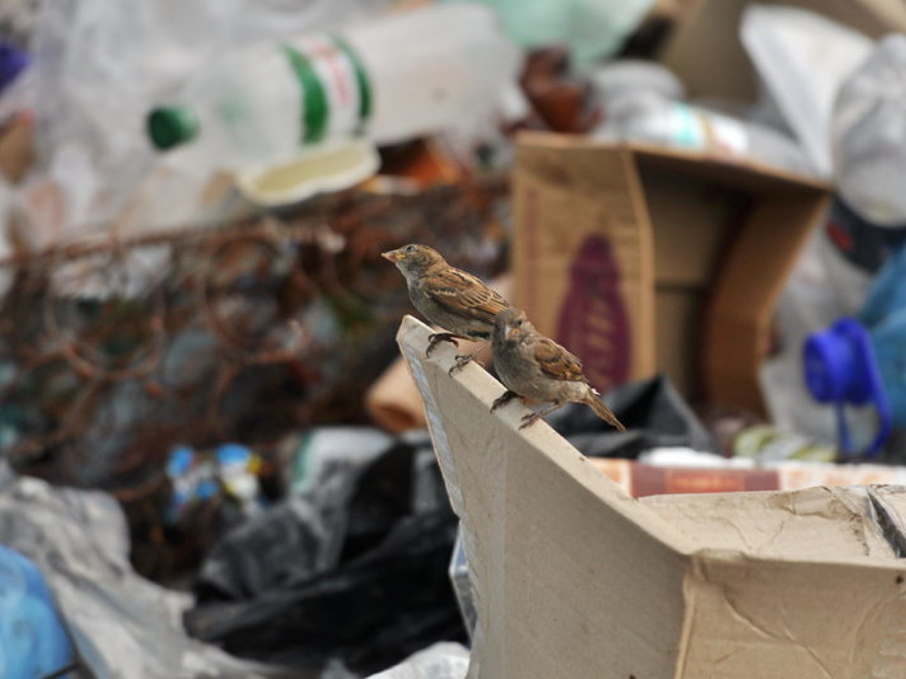 Журналистам показали как сортируют отходы, 6 июня 2013г.