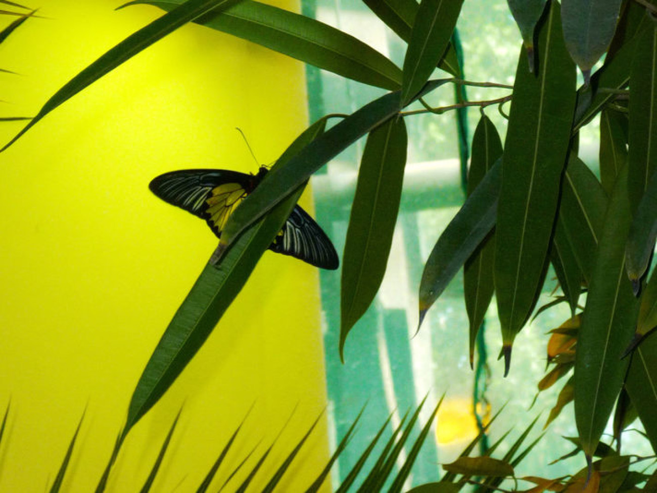 Выставка экзотических живых бабочек &#171;Московский Дом бабочек&#187;