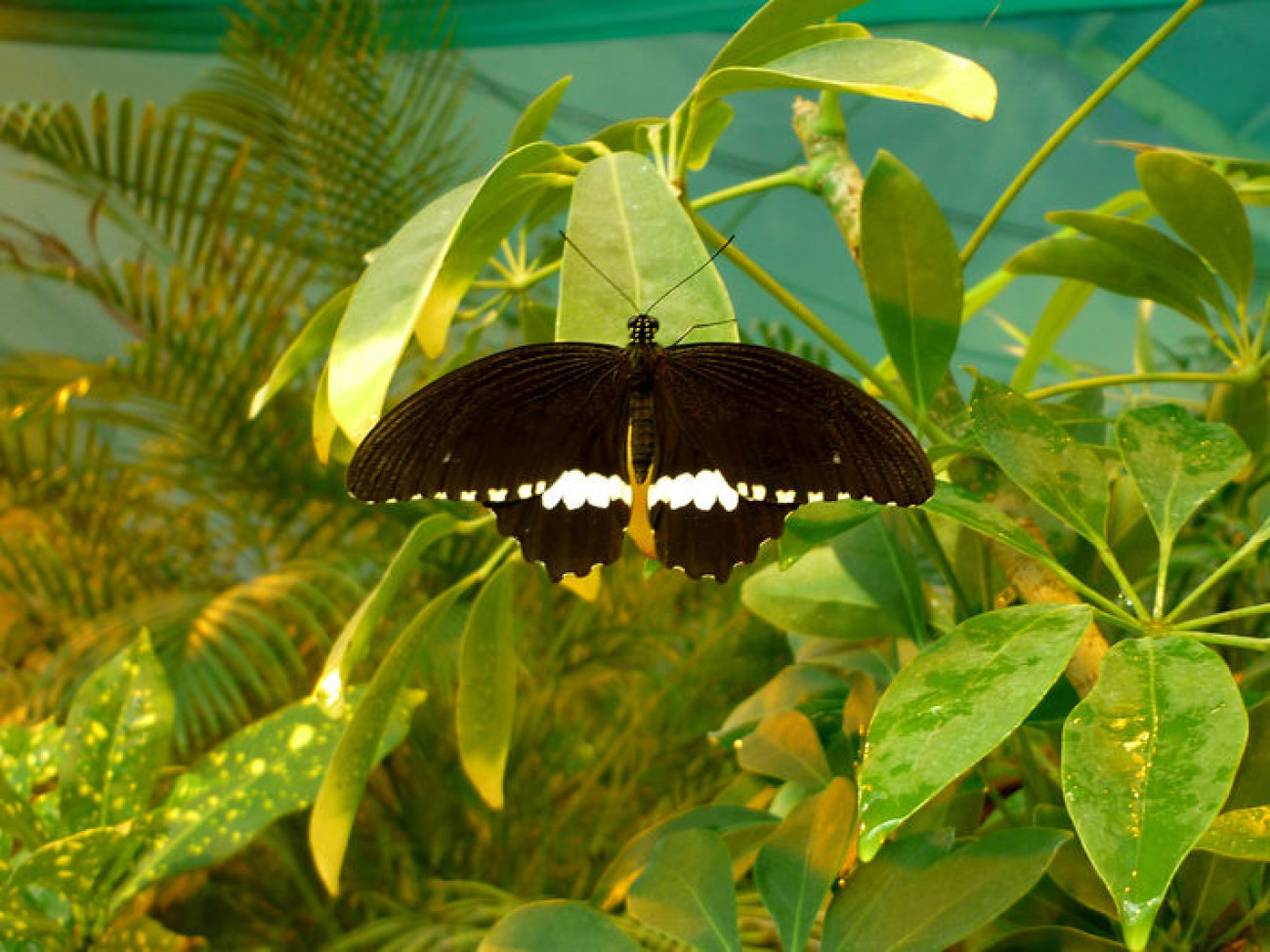 Выставка экзотических живых бабочек &#171;Московский Дом бабочек&#187;
