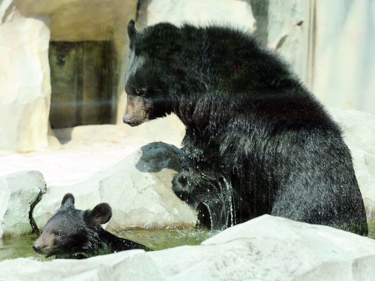 Забавные медвежата в киевском зоопарке