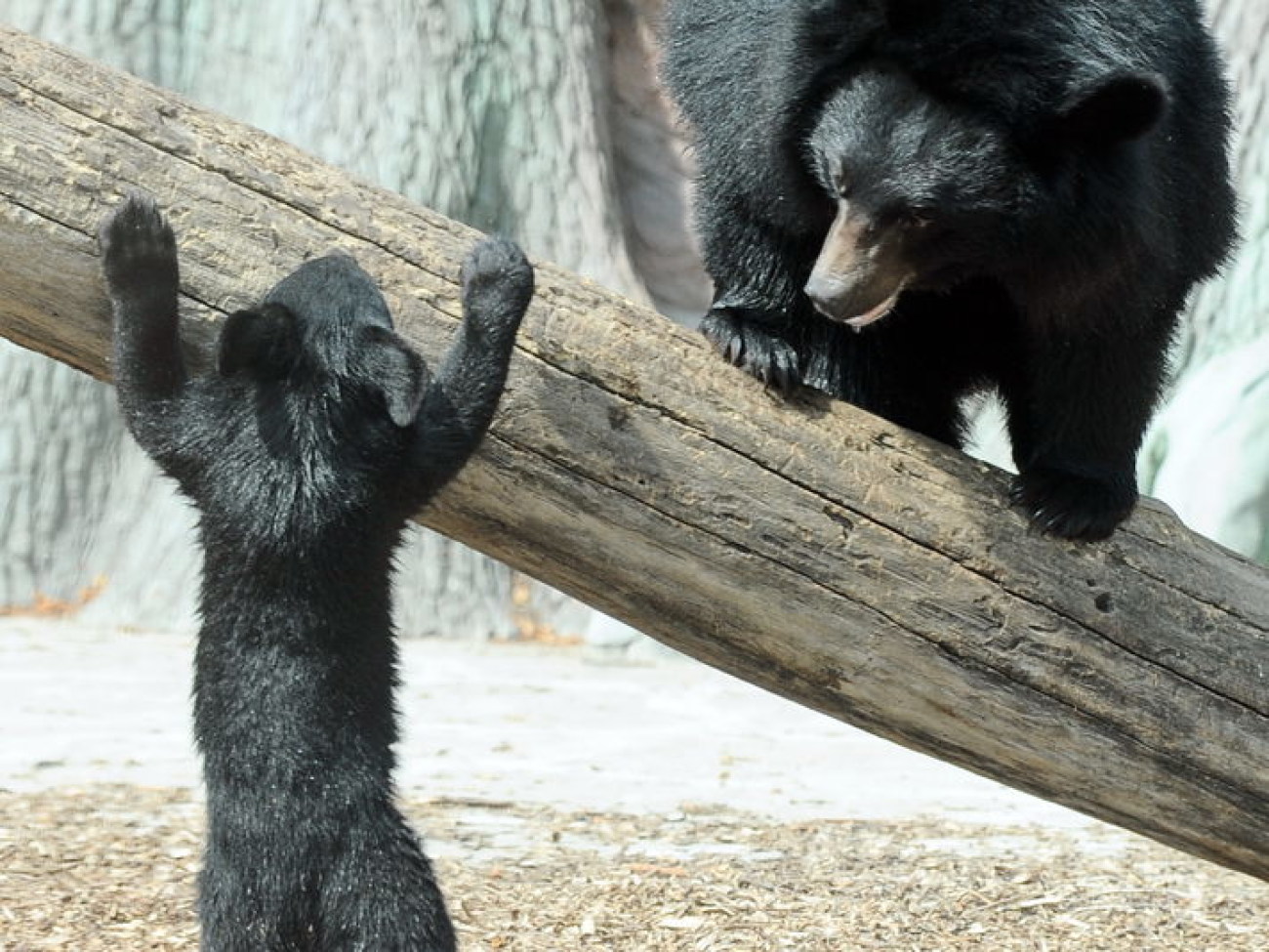 Забавные медвежата в киевском зоопарке