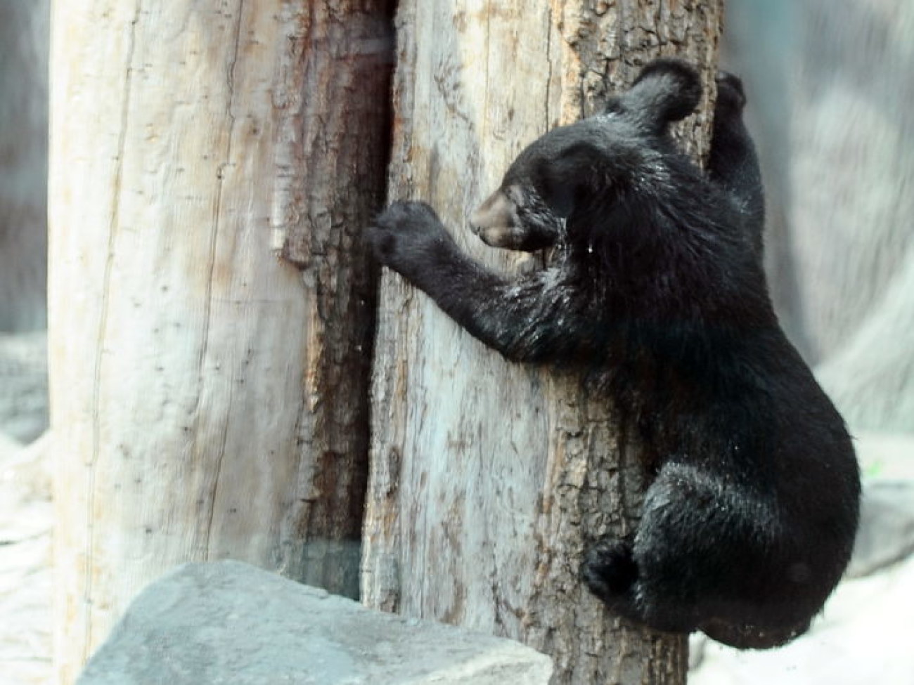 Забавные медвежата в киевском зоопарке