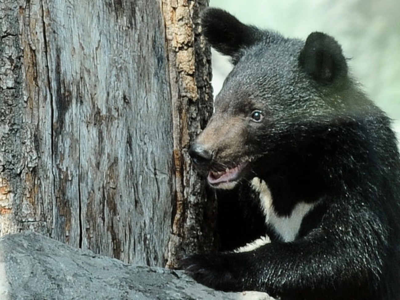 Забавные медвежата в киевском зоопарке