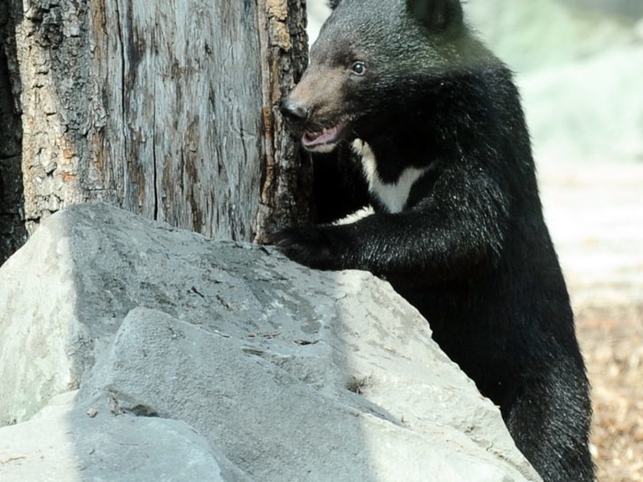 Забавные медвежата в киевском зоопарке