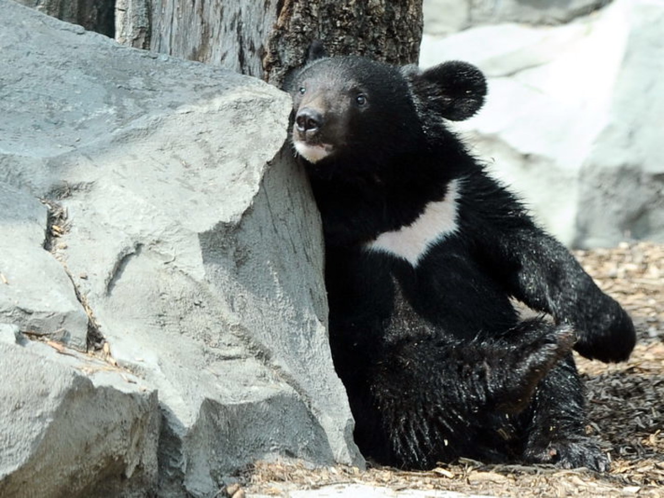 Забавные медвежата в киевском зоопарке