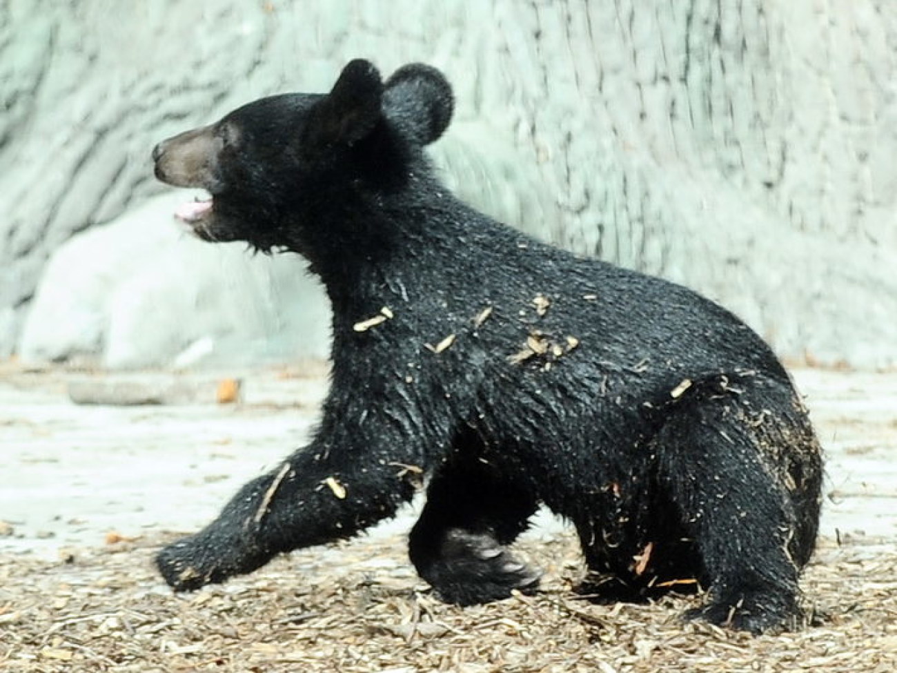 Забавные медвежата в киевском зоопарке