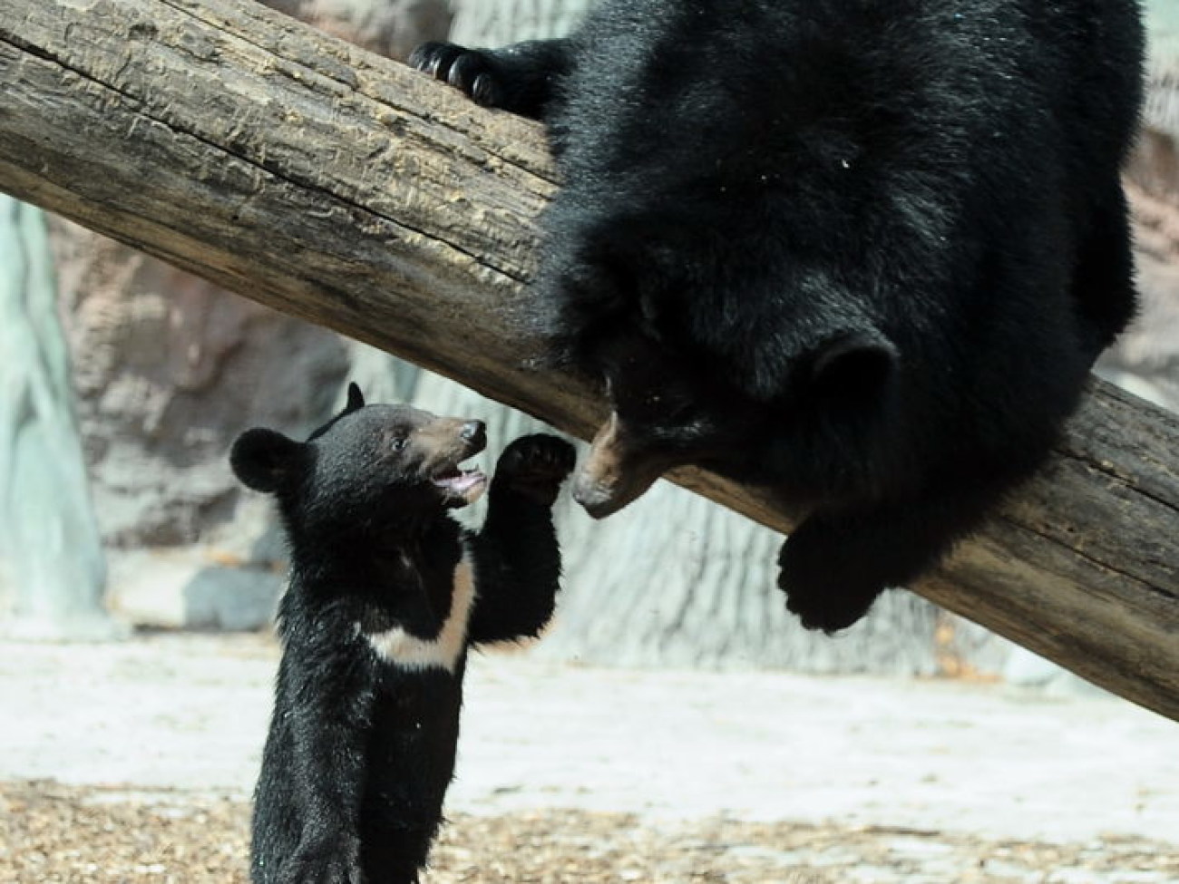 Забавные медвежата в киевском зоопарке