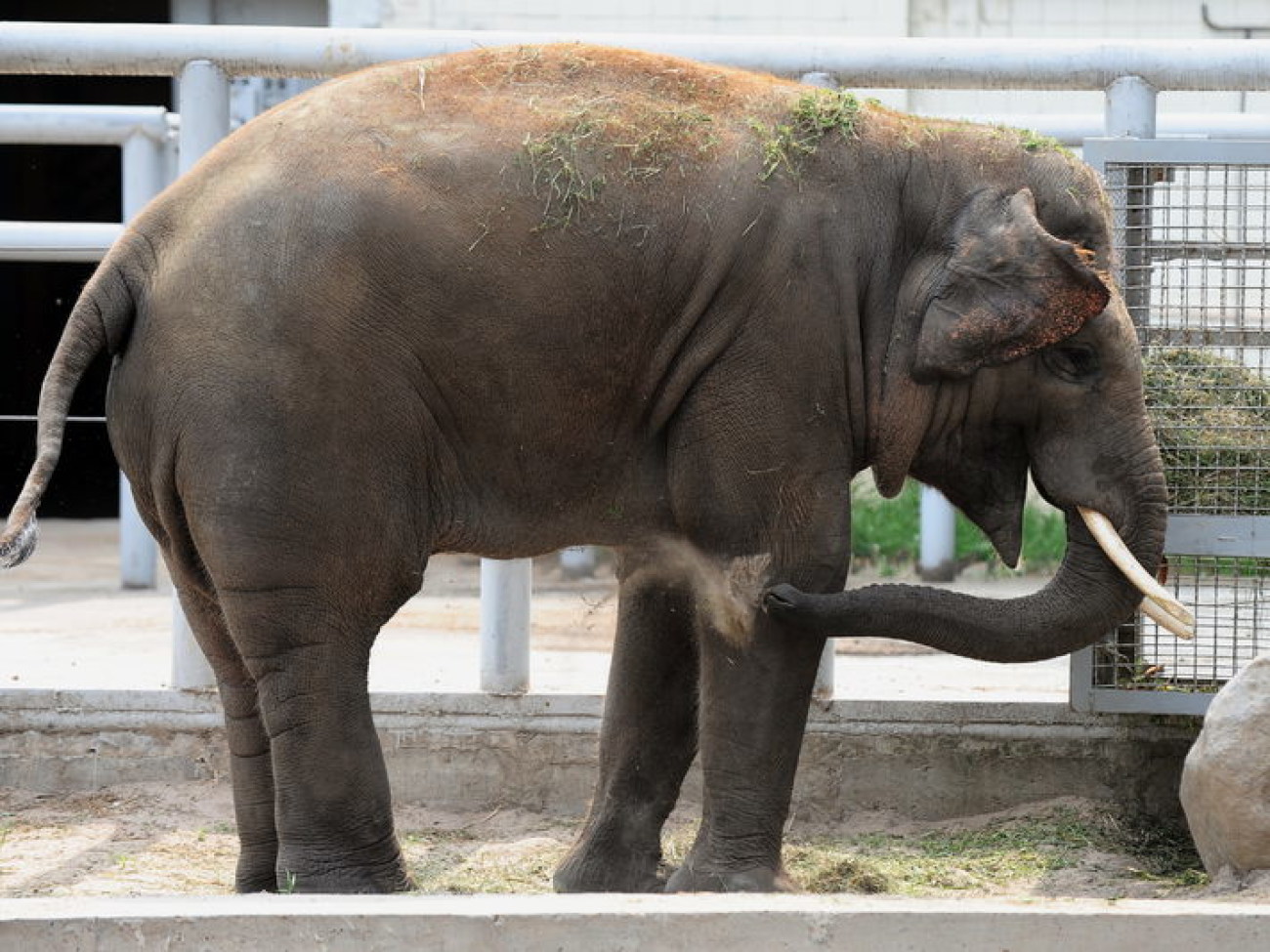 Слоненок Хорас не страдает отсутствием аппетита в Киевском зоопарке, 12 июля 2013г.