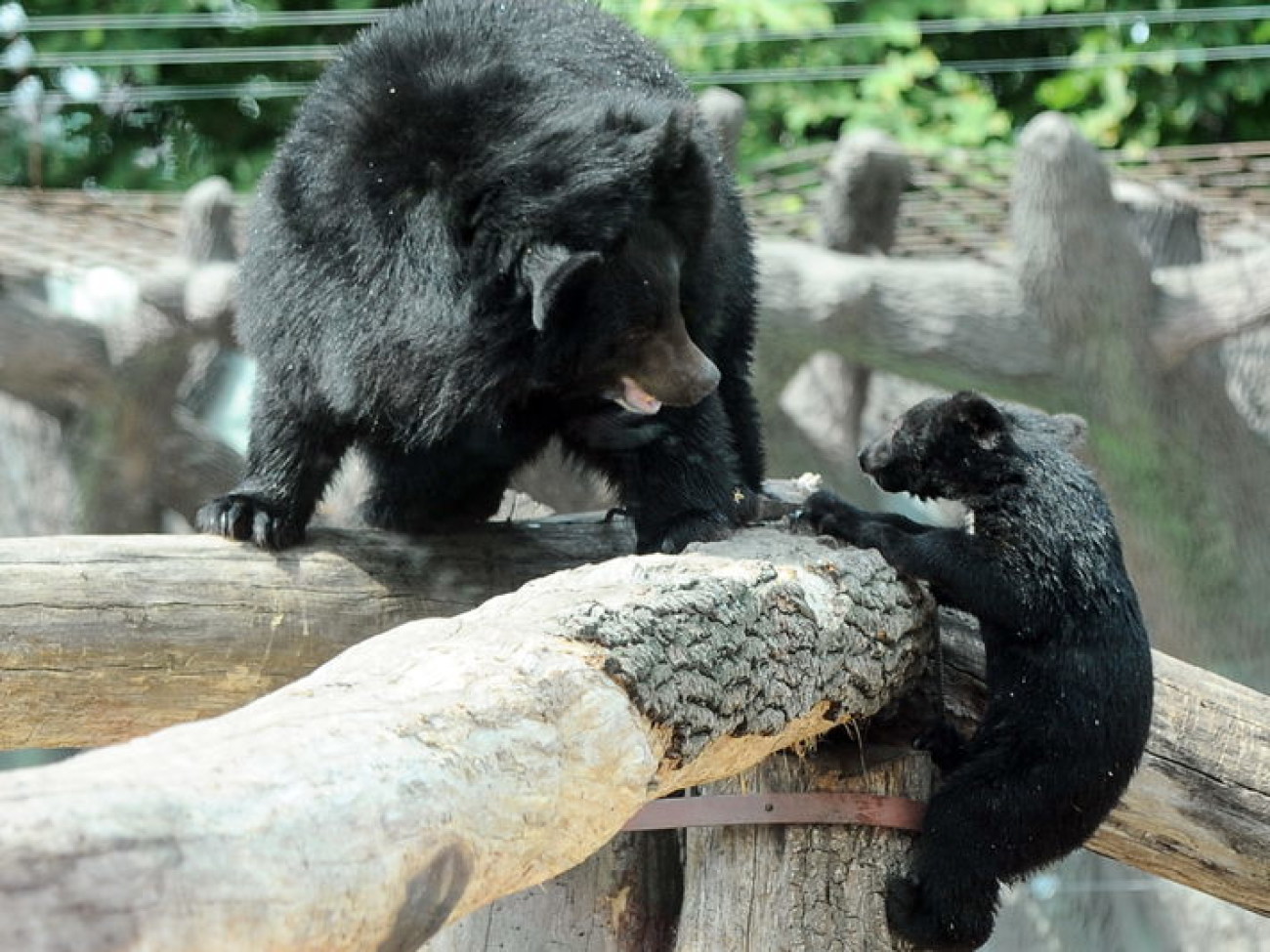 Забавные медвежата в киевском зоопарке