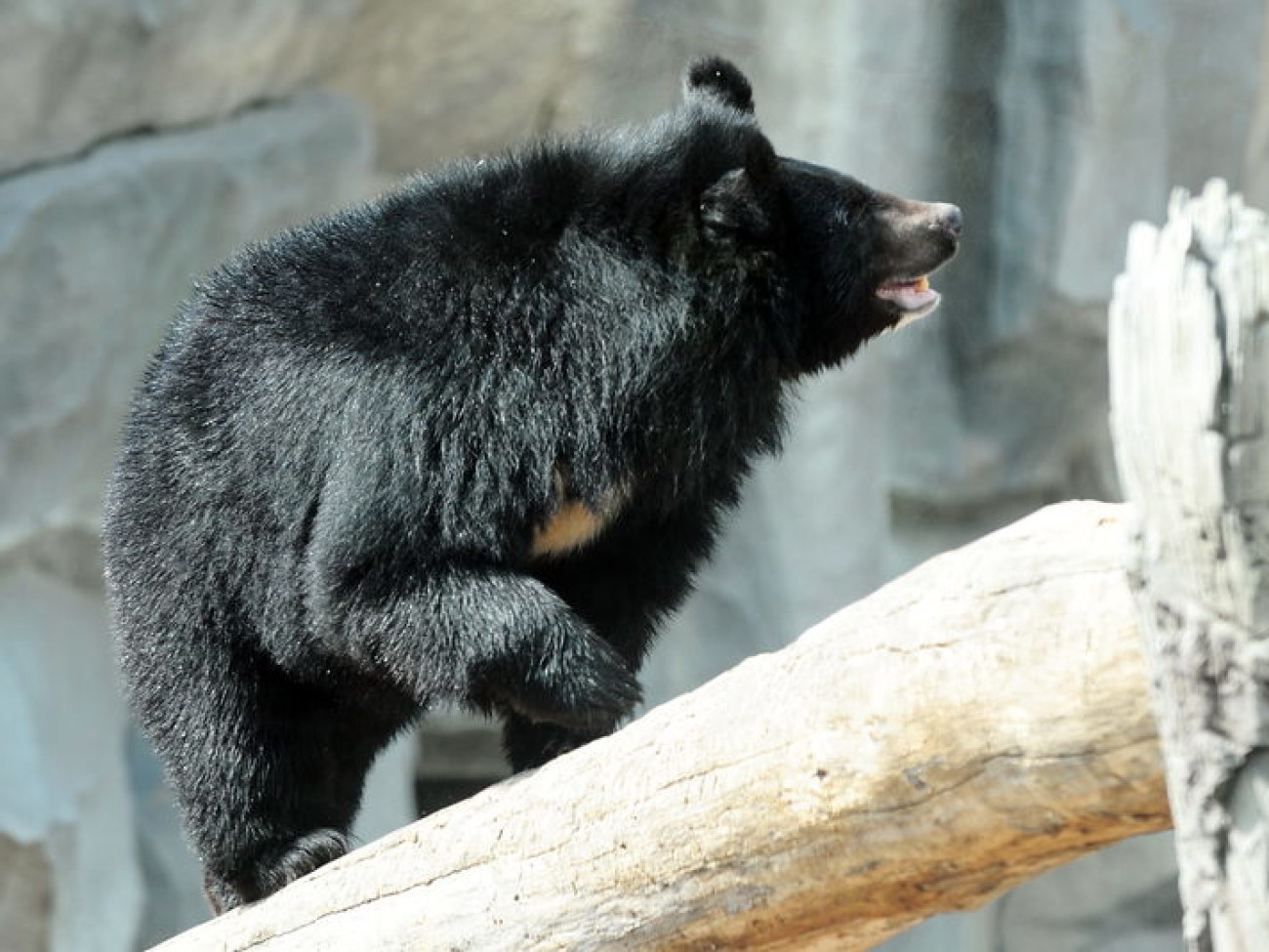 Забавные медвежата в киевском зоопарке