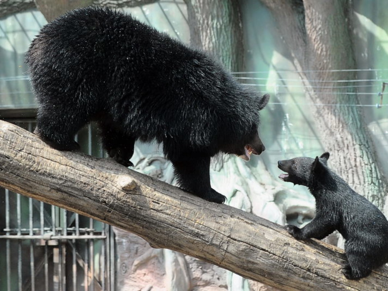Забавные медвежата в киевском зоопарке