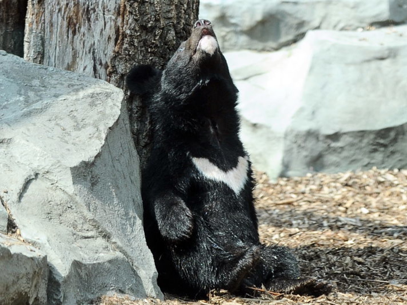 Забавные медвежата в киевском зоопарке