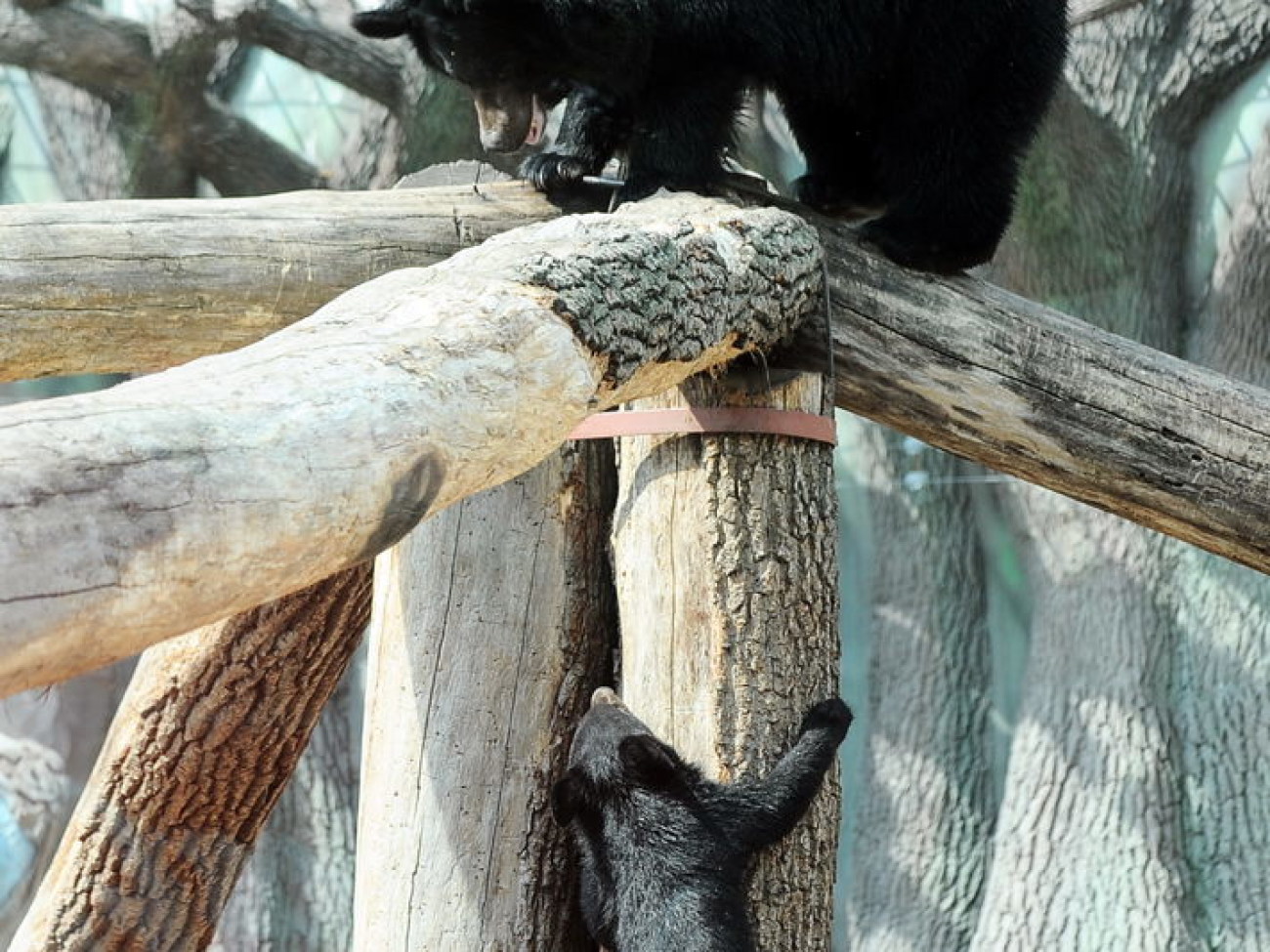 Забавные медвежата в киевском зоопарке