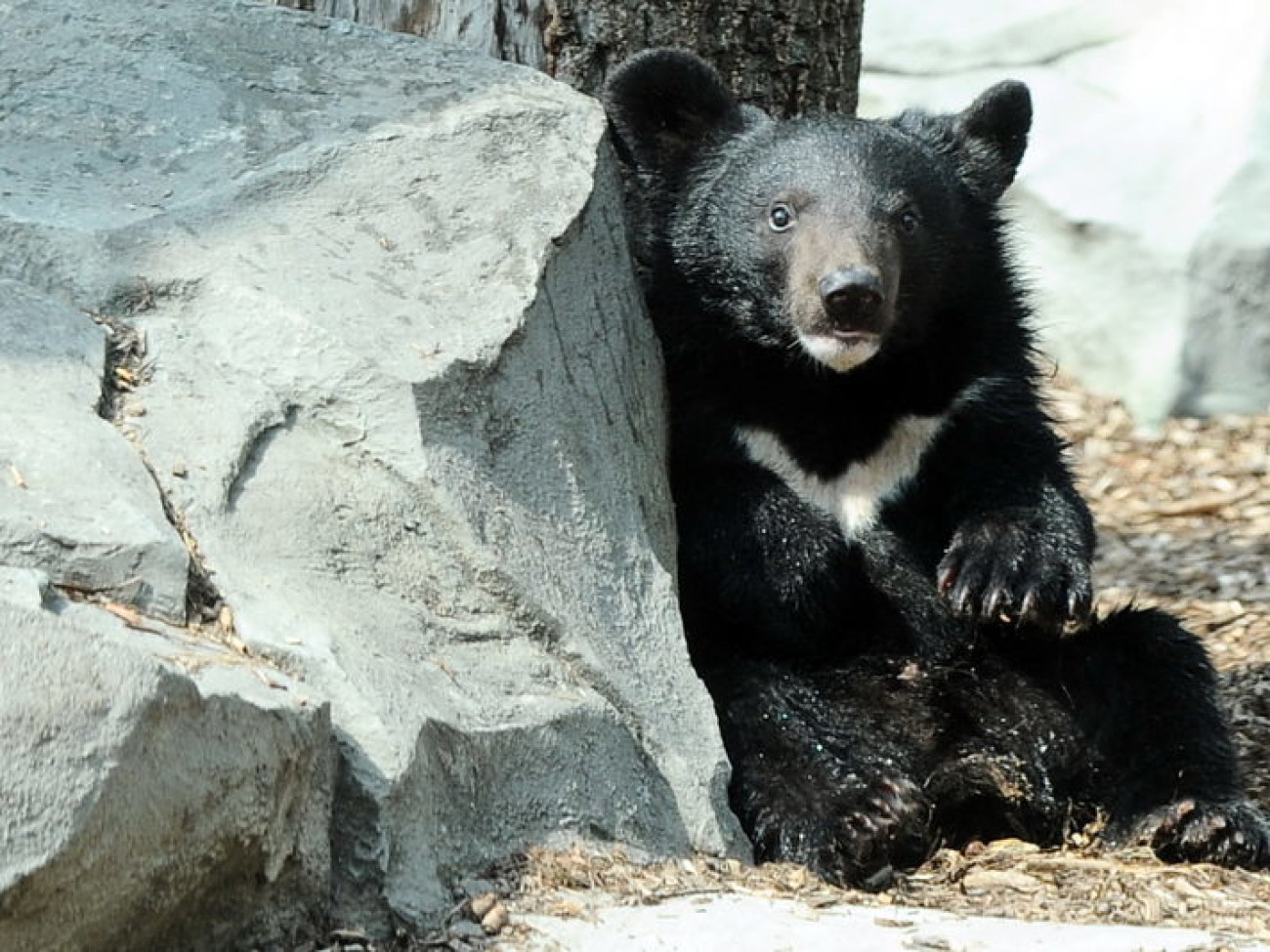 Забавные медвежата в киевском зоопарке