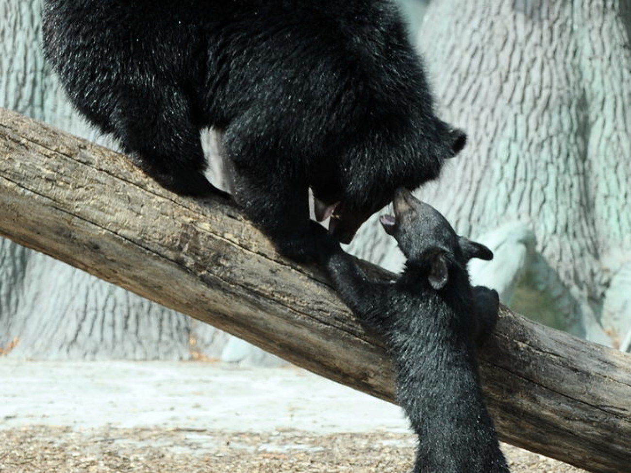 Забавные медвежата в киевском зоопарке